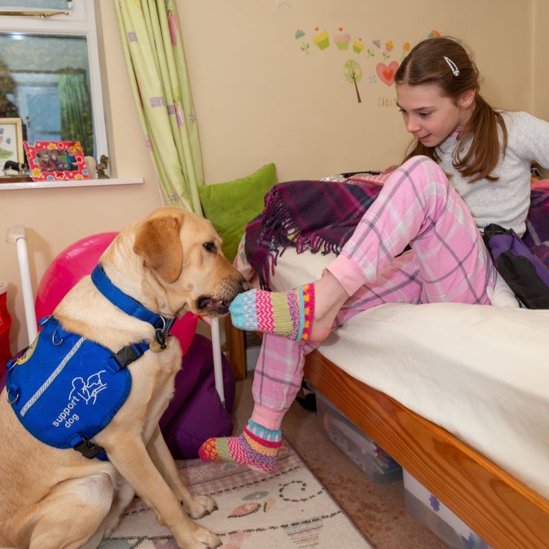 About Support Dogs